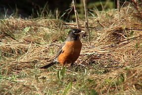 americanrobin1