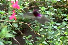 annashummingbird1