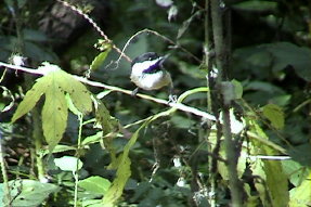 blackcappedchickadee1