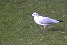 blackheadedgull1