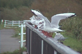 blackheadedgull2