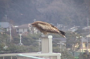 blackkite1