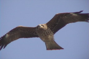 blackkite2