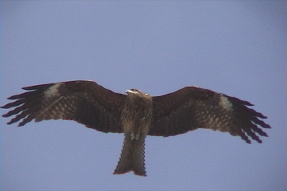 blackkite4