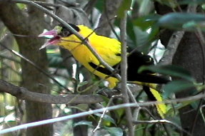 blacknapedoriole1