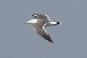 blacktailedgull2