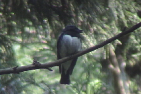 blueandwhiteflycatcher1