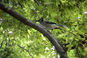 bluejay1