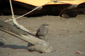 bluerockthrush1