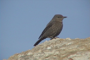 bluerockthrush2