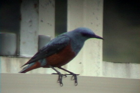 bluerockthrush4