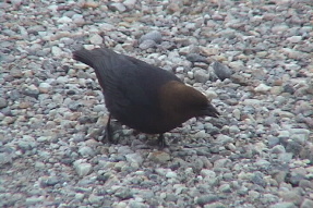 brownheadedcowbird1