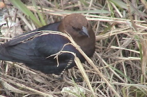 brownheadedcowbird2