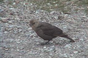 brownheadedcowbird3