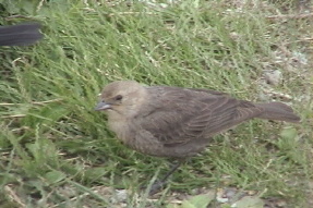 brownheadedcowbird4