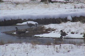 canadagoose1