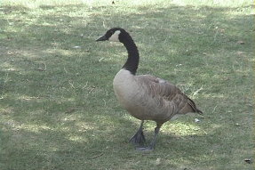 canadagoose2