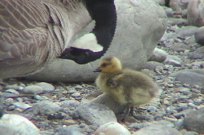 canadagoose3