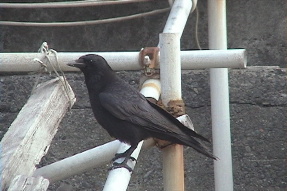 carrioncrow1