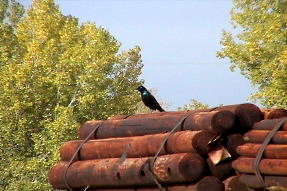 commongrackle1