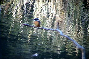 commonkingfisher1