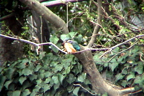 commonkingfisher2