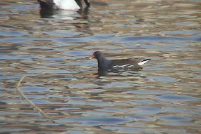 commonmoorhen1