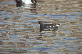 commonmoorhen1