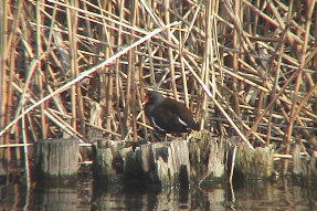 commonmoorhen2