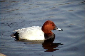 commonpochard1