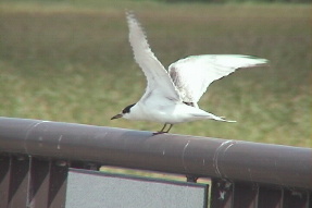 commontern1