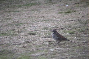 duskythrush1