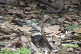 duskythrush2