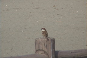 eurasiantreesparrow1