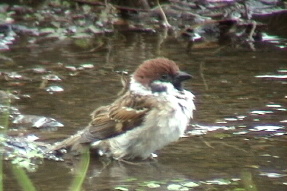 eurasiantreesparrow2