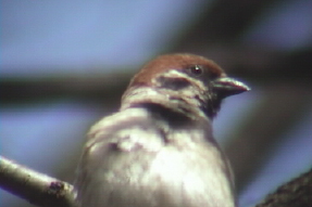 eurasiantreesparrow3