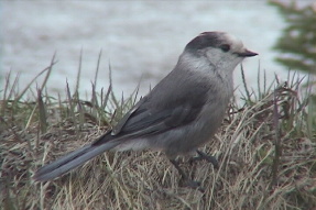 grayjay3