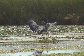 greatblueheron1