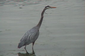 greatblueheron3