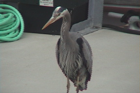 greatblueheron6