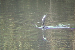 greatcormorant2