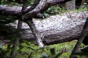 greatspottedwoodpecker1