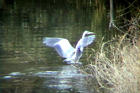 greyheron2