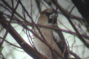 hawfinch2