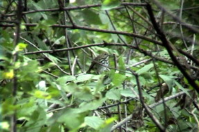 hermitthrush1