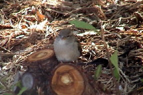 housesparrow1