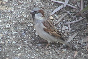 housesparrow2