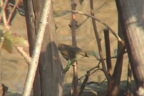 japanesebushwarbler1