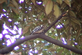 japanesepygmywoodpecker1