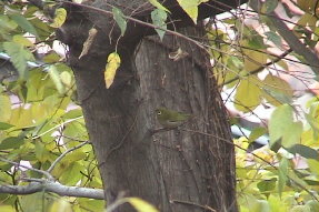 japanesewhiteeye1